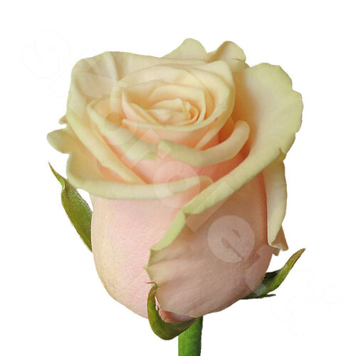 Белые Розы Поштучно Talea 1 шт. 50 см. Skoroletti в г. Липецк