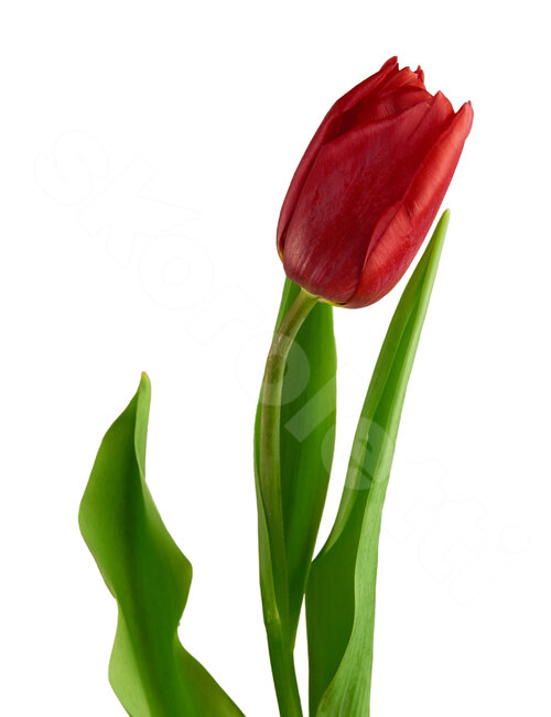 Красные Тюльпаны Тюльпан Power 1 шт. 50 см. Skoroletti в г. Липецк