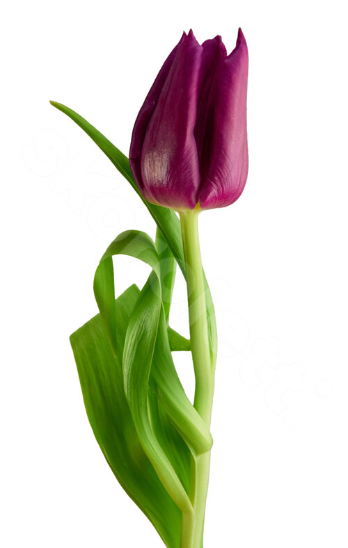 Фиолетовые Тюльпаны Тюльпан Purple 1 шт. 50 см. Skoroletti в г. Ростов-на-Дону