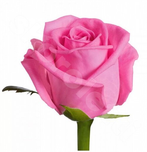 Розовые Розы Поштучно Aqua 1 шт. 50 см. Skoroletti в г. Тамбов