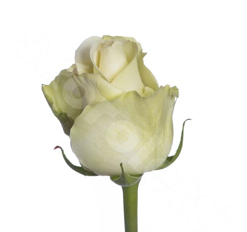 Белые Розы Поштучно Athena 1 шт. 40 см. Skoroletti в г. Екатеринбург