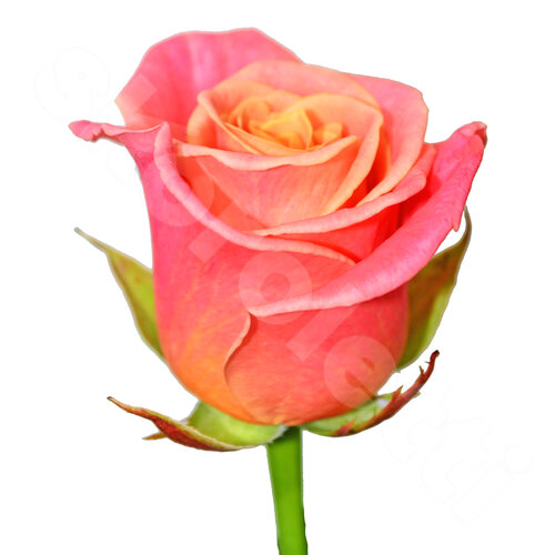 Оранжевые Розы Роза Miss Piggy 1 шт. 50 см. Skoroletti в г. Тамбов