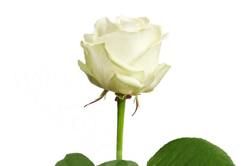 Белые Розы Роза Avalanche 1 шт. 50 см. Skoroletti в г. Сочи