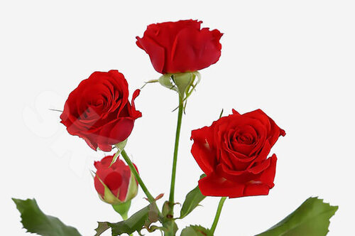 Красные Розы Розы Mirabel 1 шт. 50 см. Skoroletti в г. Екатеринбург