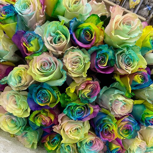 Разноцветные Розы Радужные Розы  шт. 60 см. Skoroletti в г. Липецк