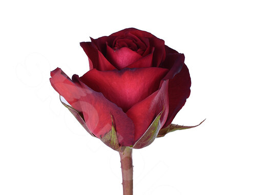 Красные Розы Роза Madam Red 1 шт. 40 см. Skoroletti в г. Сочи