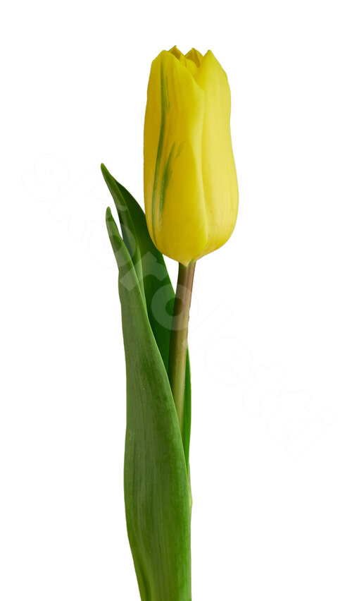 Жёлтые Тюльпаны Поштучно Gold 1 шт. 50 см. Skoroletti в г. Сочи