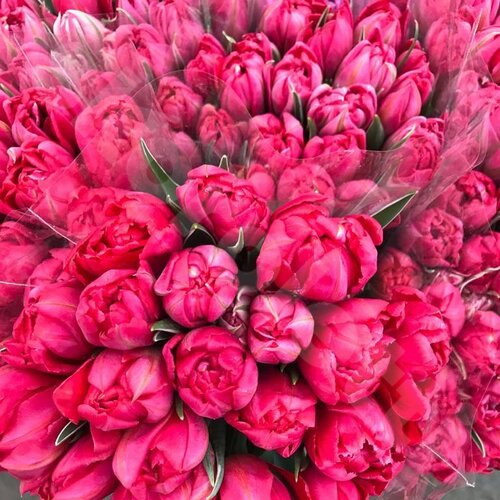 Розовые Тюльпаны Тюльпаны Пионовидные  шт. 50 см. Skoroletti в г. Липецк