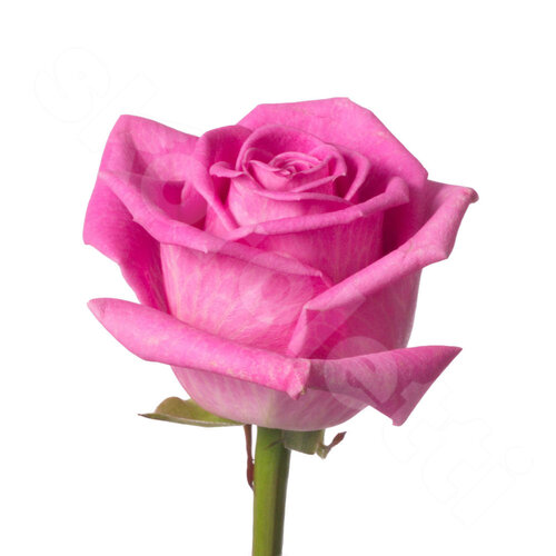Розовые Розы Поштучно Aqua 1 шт. 50 см. Skoroletti в г. Екатеринбург