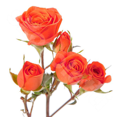 Оранжевые Розы Поштучно Vood 1 шт. 50 см. Skoroletti в г. Сочи