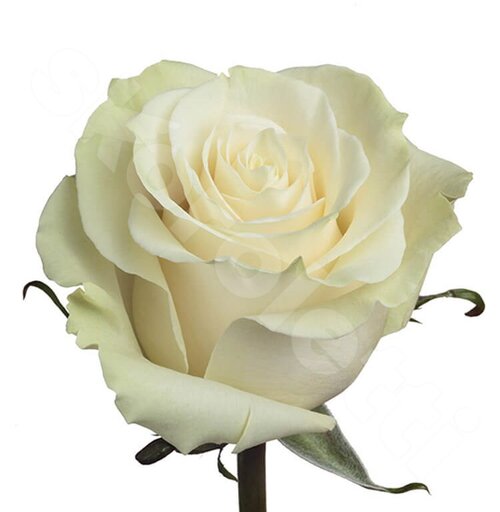 Белые Розы Роза Мондиал  шт. 80 см. Skoroletti в г. Липецк