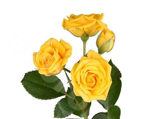 Жёлтые Розы Поштучно Geisha 1 шт. 50 см. Skoroletti в г. Сочи