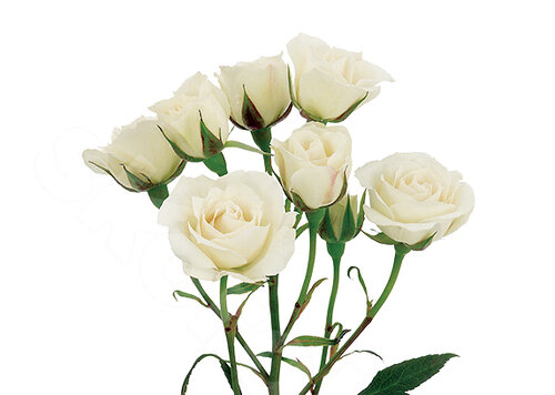 Белые Розы Розы Bombastic 1 шт. 50 см. Skoroletti в г. Тамбов