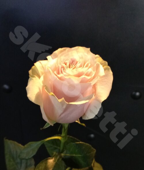 Разноцветные Розы "Akifo"  шт. 50 см. Skoroletti в г. Москва