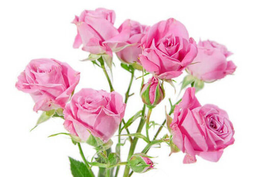 Розовые Розы Розы High Hopes 1 шт. 50 см. Skoroletti в г. Сочи