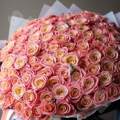 Разноцветные Розы Букет роз Двуцветных  шт. 60 см. Skoroletti в г. Липецк