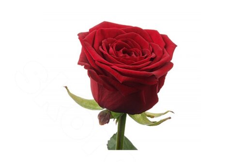 Красные Розы Роза Red Naomi 1 шт. 50 см. Skoroletti в г. Тамбов