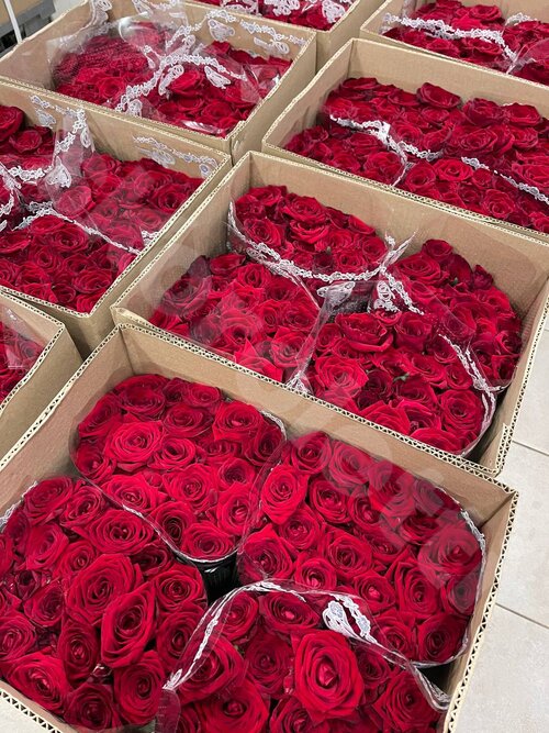 Красные Розы Розы поштучно  шт. 60 см. Skoroletti в г. Липецк