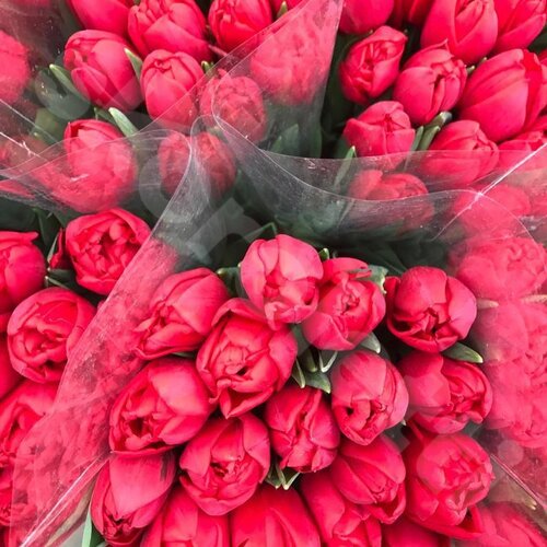Красные Тюльпаны Тюльпаны Пионовидные  шт. 50 см. Skoroletti в г. Липецк