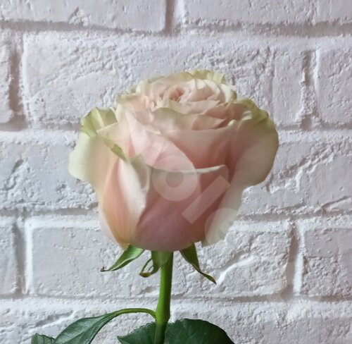 Разноцветные Розы "Vendela"  шт. 50 см. Skoroletti в г. Москва