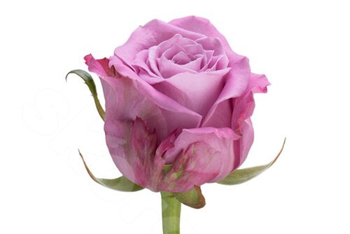 Фиолетовые Розы Роза Deep Water 1 шт. 50 см. Skoroletti в г. Сочи
