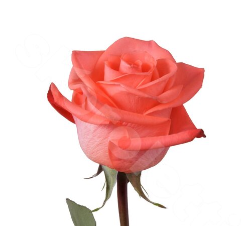 Оранжевые Розы Роза Sunrise 1 шт. 50 см. Skoroletti в г. Липецк