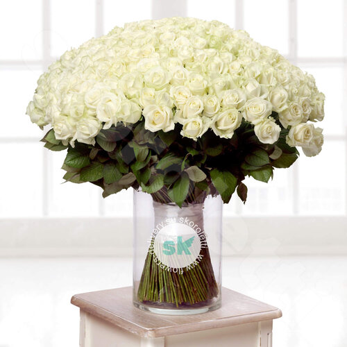 Белые Розы Розы Avalanche 301 шт. 80 см. Skoroletti в г. Сочи