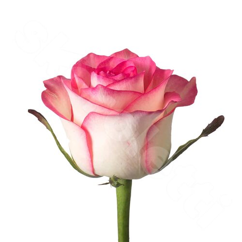 Розовые Розы Роза Dolce Vita 1 шт. 50 см. Skoroletti в г. Екатеринбург