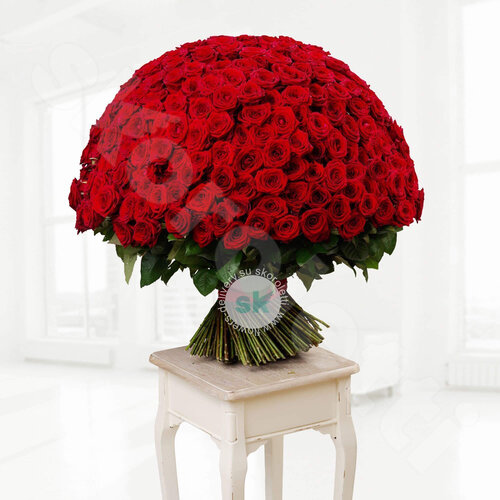 Красные Розы Розы Red Naomi 301 шт. 80 см. Skoroletti в г. Сочи