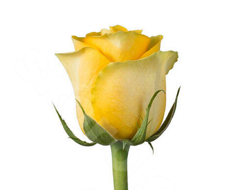 Жёлтые Розы Роза Royal 1 шт. 40 см. Skoroletti в г. Сочи