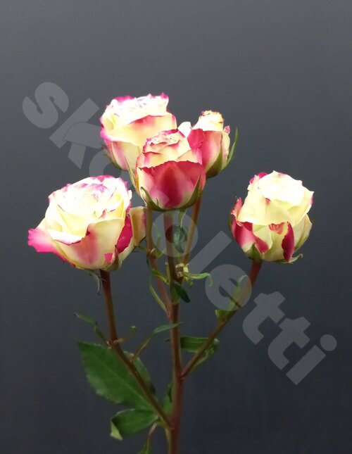 Разноцветные Розы "Blush"  шт. 50 см. Skoroletti в г. Москва