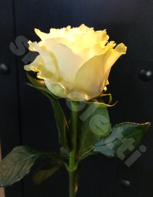 Белые Розы "Mondial"  шт. 50 см. Skoroletti в г. Москва