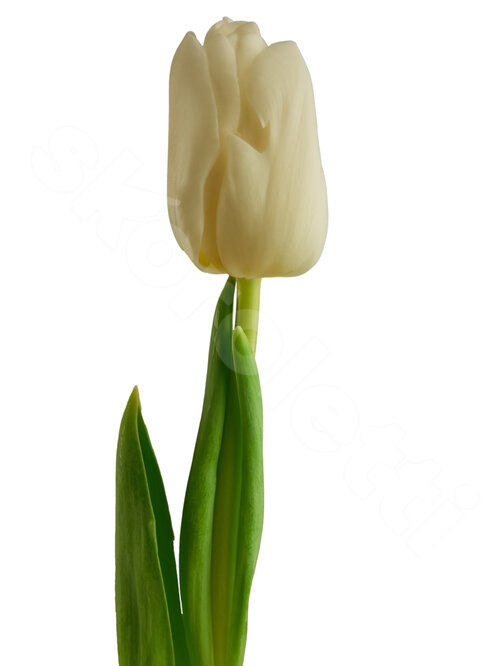 Белые Тюльпаны Antarctica 1 шт. 50 см. Skoroletti в г. Тамбов